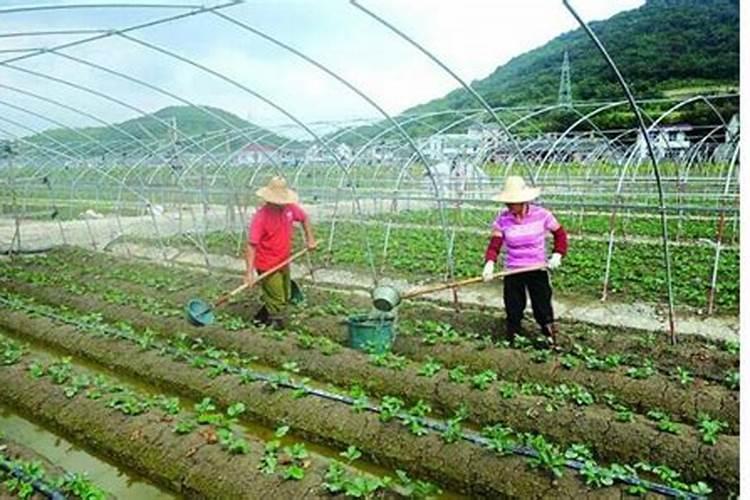 什么叶面肥能让水果提前成熟？