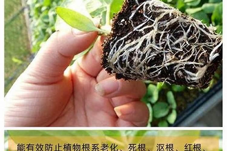 矿物源黄腐酸钾,矿源黄腐酸钾有什么作用,黄腐酸钾能长期使用吗