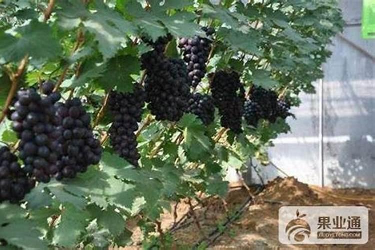 葡萄树用什么肥料好