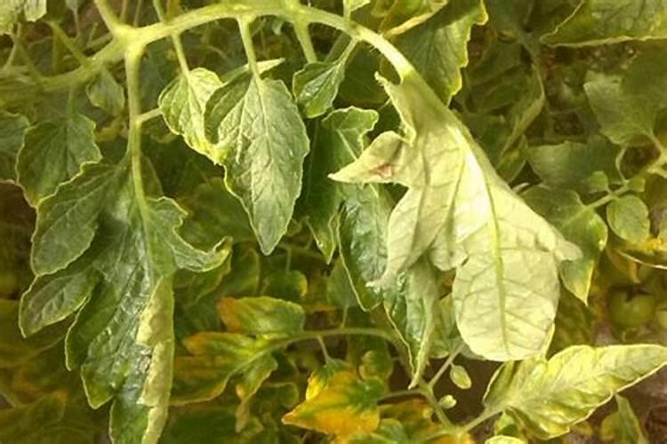 花椒树用什么肥料好