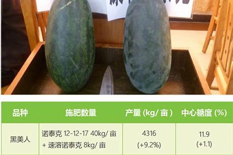 河南灵宝今年苹果树开花很少的原因及解决办法