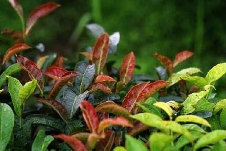 茶树缺素症特点、发病原因及防治方法措施介绍