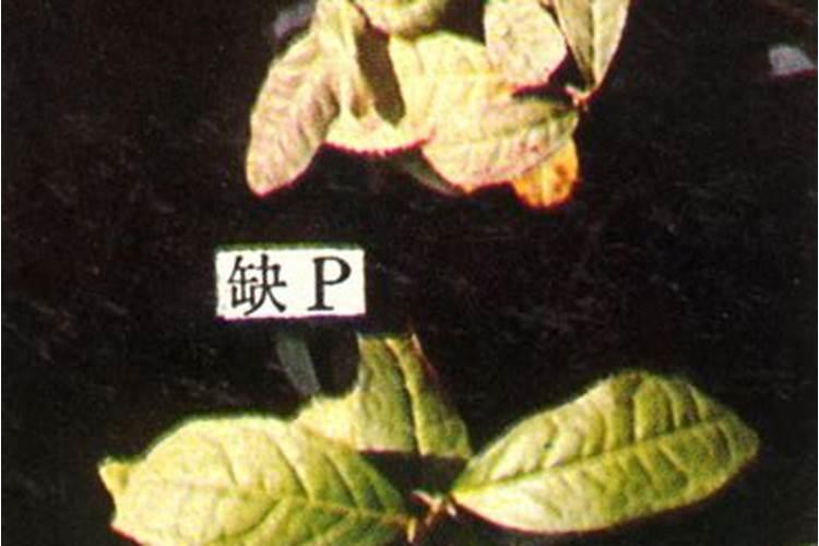 氮、磷、钾对茶树生长发育的作用