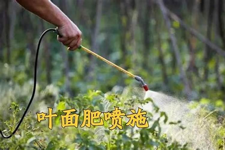 叶面肥在农业中起到什么用途