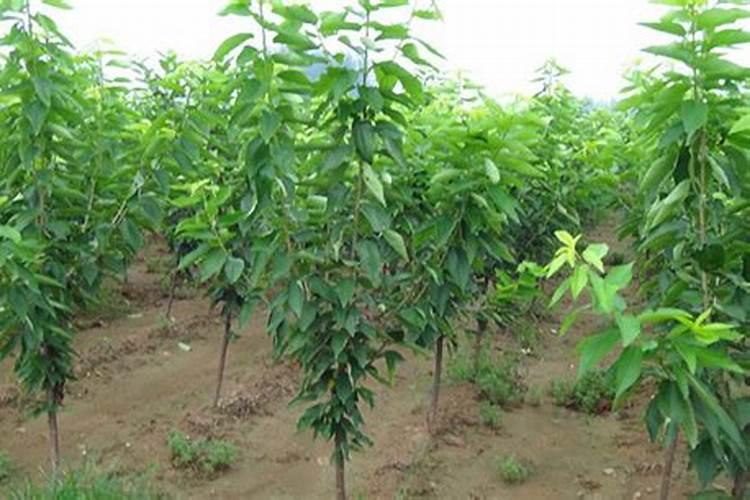 一棵樱桃树施多少肥(大樱桃树什么时候施肥,多少量)