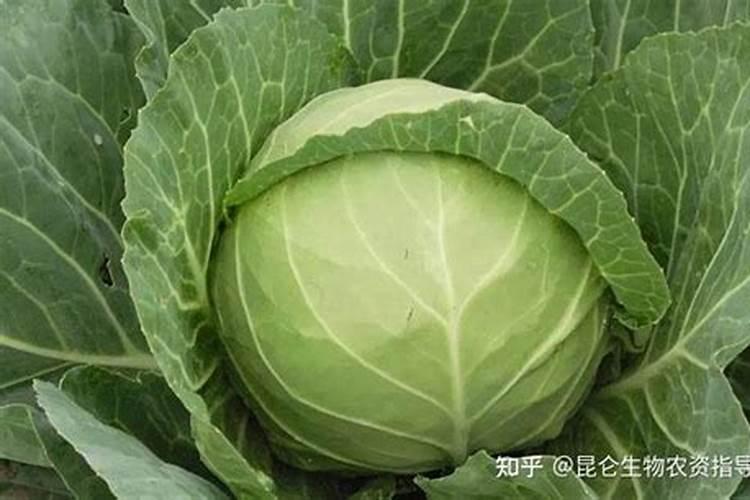 甘蓝菜的施肥方法 如何正确给甘蓝菜施肥