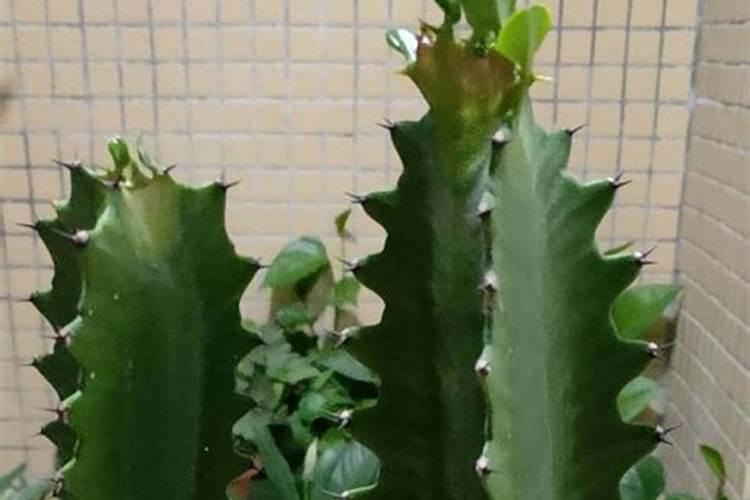 龙骨花施什么肥最好