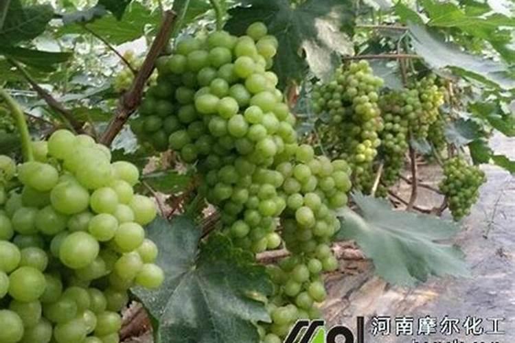 高浓度硫酸钾复合肥适合种哪些作物