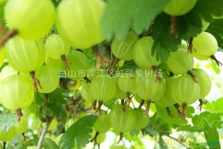 大棚灯笼果怎么浇水