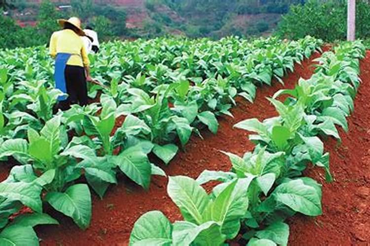 甜瓜怎么种植方法