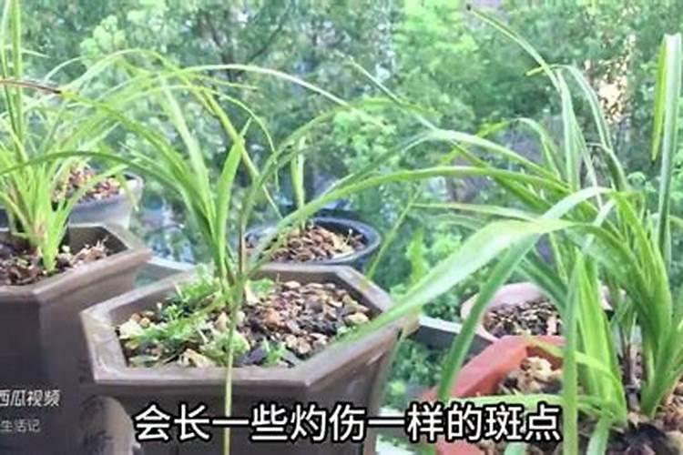 兰花施肥都有哪些注意事项