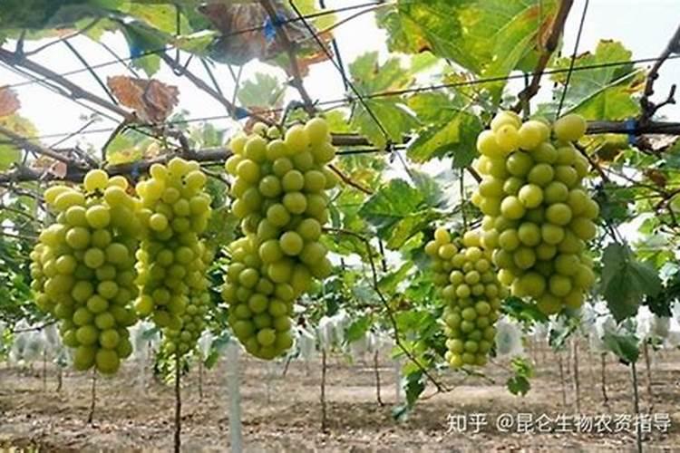 种植阳光玫瑰葡萄时,需要施什么肥呢？