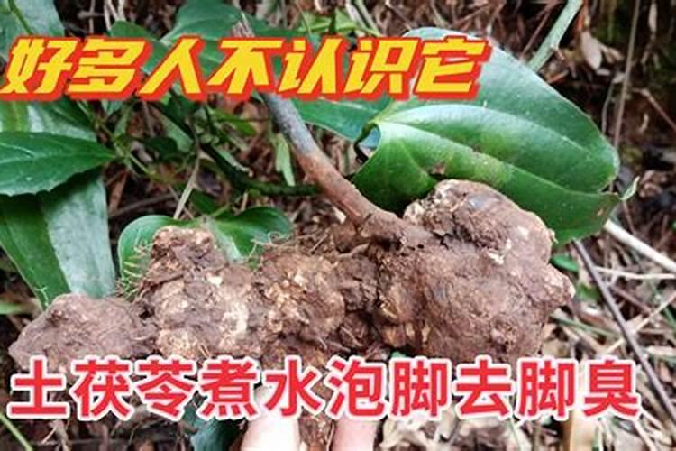 黄芩用什么除草剂