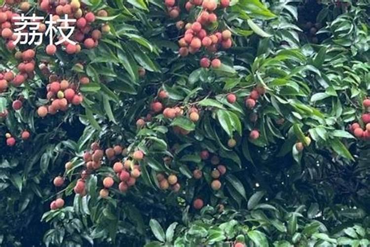 开花需要磷肥还是钾肥