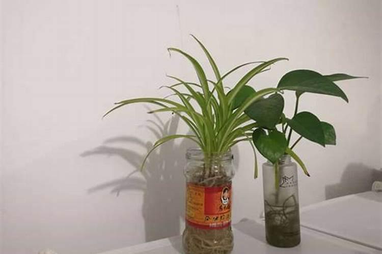 盆栽月季花要施什么肥,一般什么时候施肥？