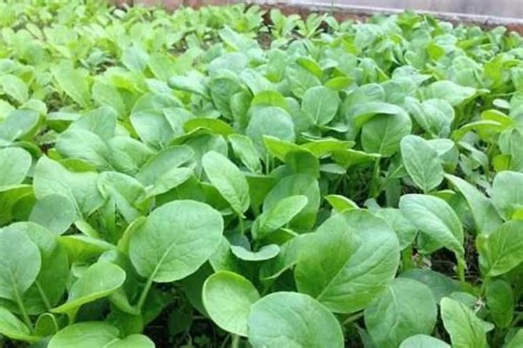 四季小白菜怎么种