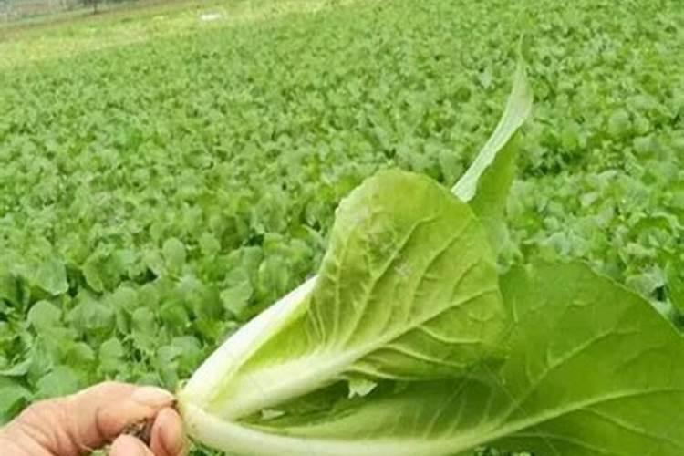 小白菜种子怎么种植方法