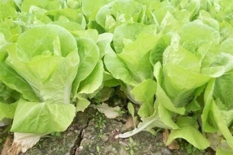 小白菜种子怎么种植方法