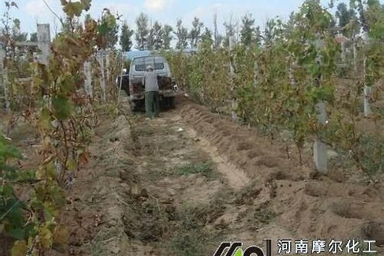 铁树一次施多少复合肥