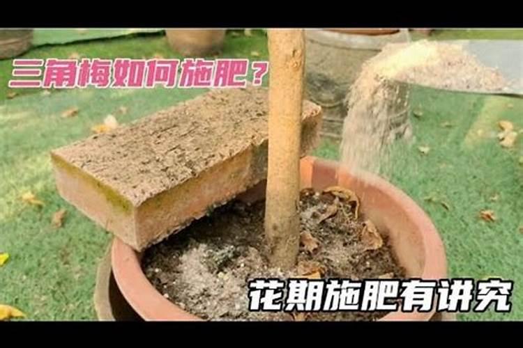 蟹爪兰有花苞施什么肥好
