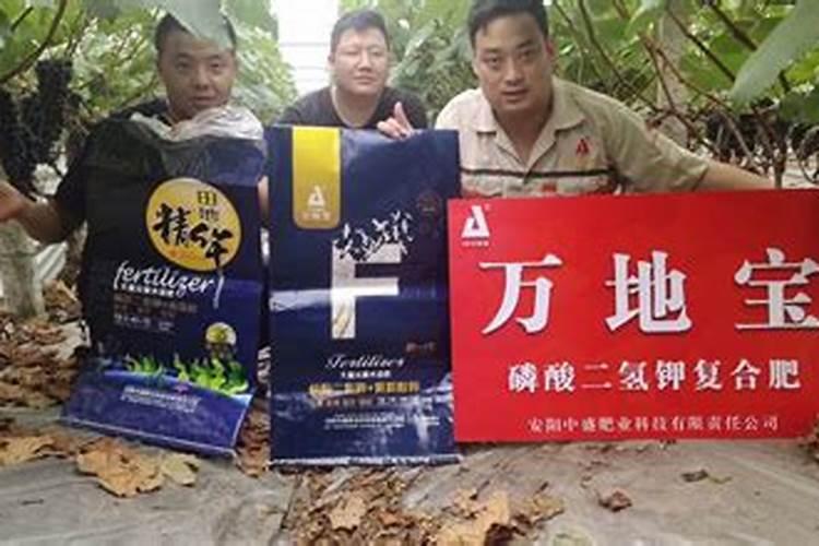 葡萄成熟了 却出现了软果,怎么办？