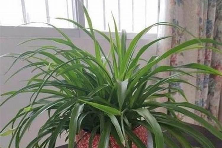 新会柑种植技术 甘平柑橘的种植条件