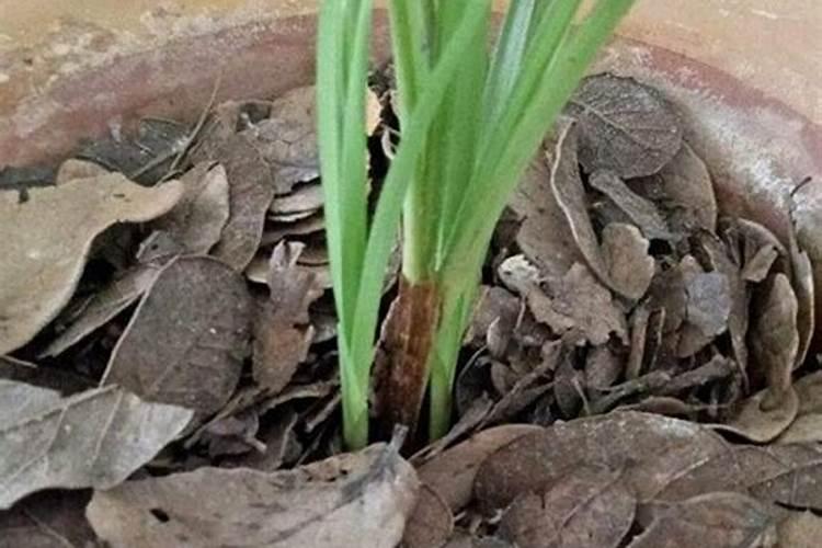种植大姜怎么施肥好