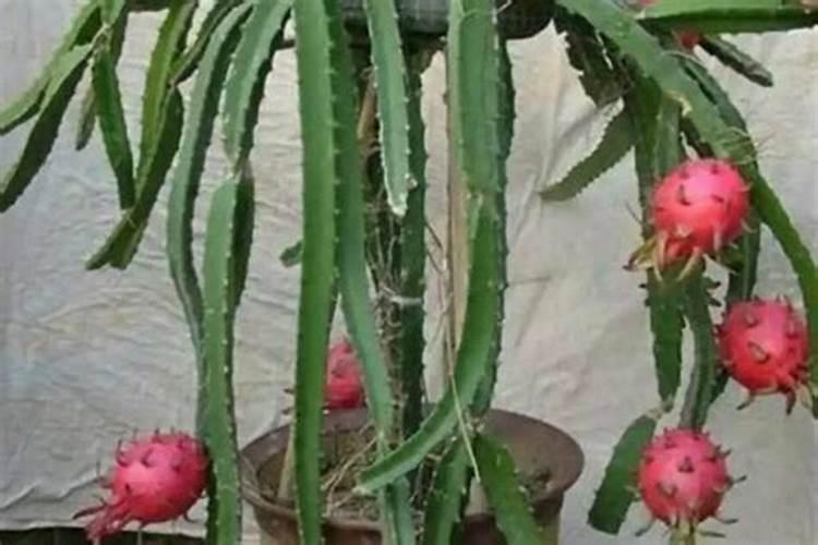 什么植物需要有机磷肥