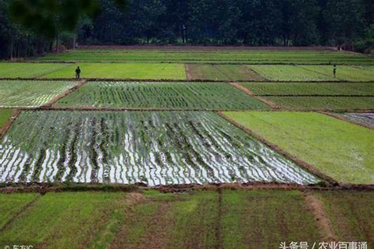 硝酸钙用果树潵施用多少？