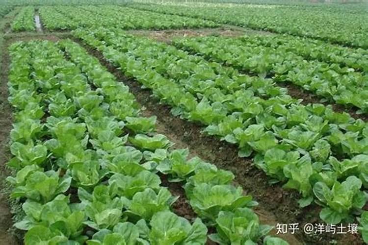 水溶肥滴灌用多大浓度
