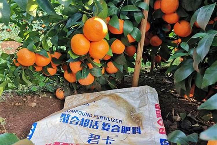 沃柑施什么肥最甜 沃柑用什么肥料最甜