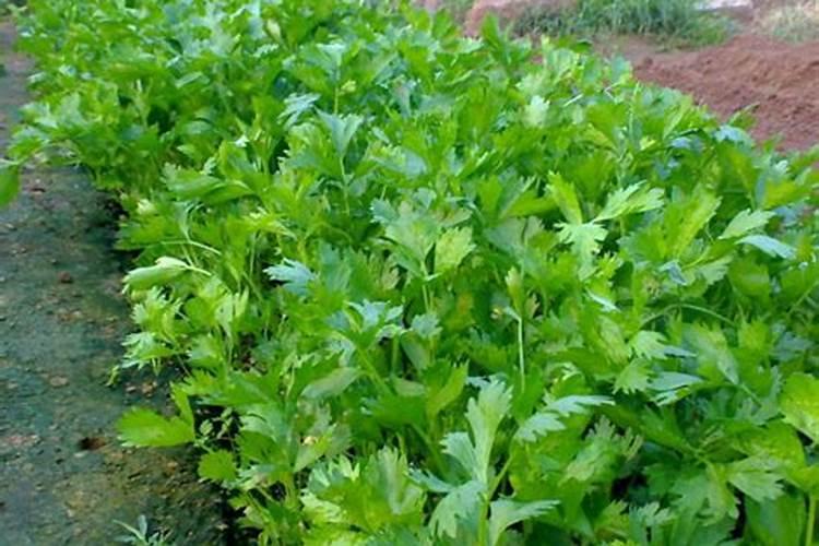 冲大棚油桃的水容肥能冲芹菜吗？