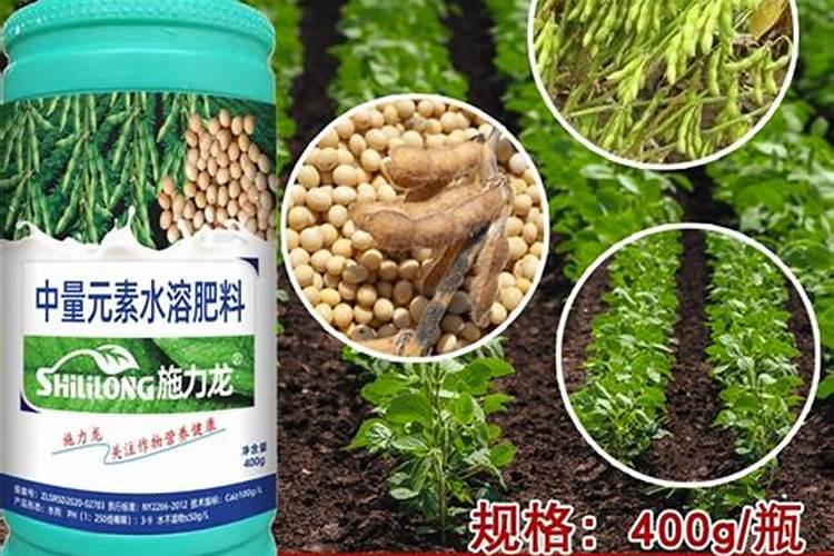 黄豆开花期需要施什么肥