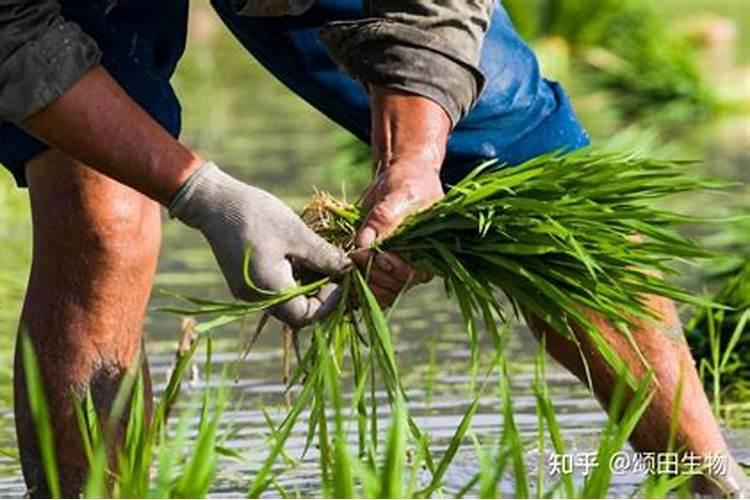 直播水稻什么时间施钾肥二次除草什么时候最好怎么管理？