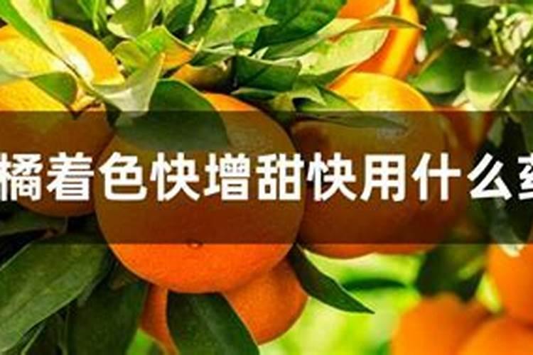 柑橘施什么肥可以增加甜度(柑橘施叶面肥果子会很甜)