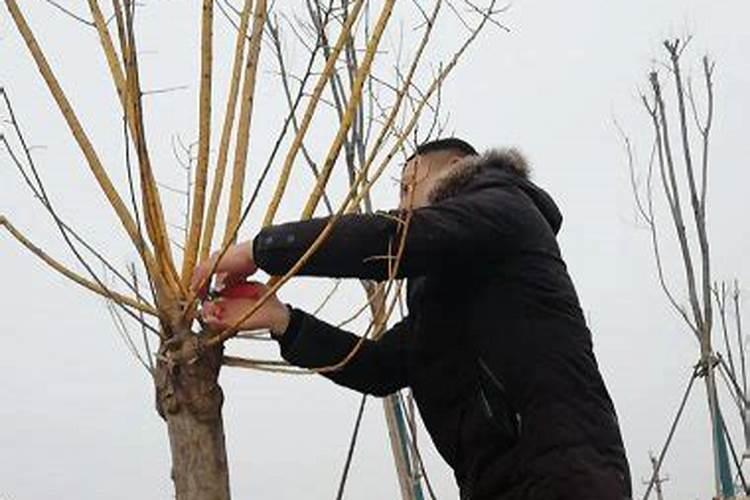 怎么预防春季的病虫害？