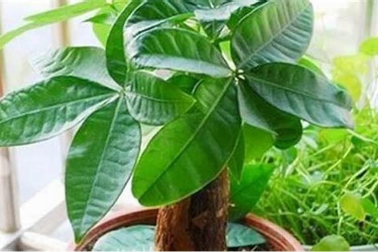 栀子花这样 怎么还可以恢复 不枯萎？