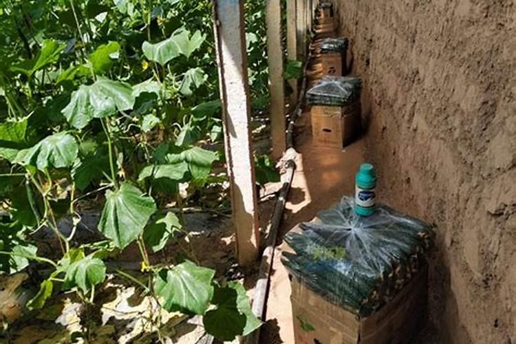 奇楠沉香树苗怎样种植？奇楠苗种植方法