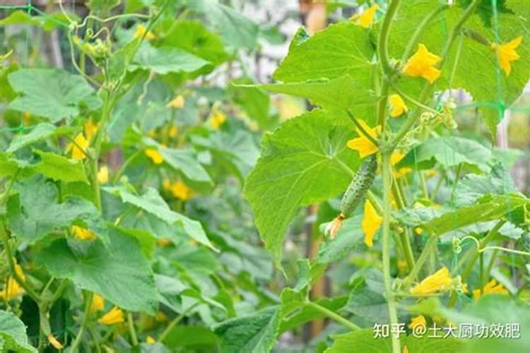 黄瓜开始结瓜用什么肥最佳