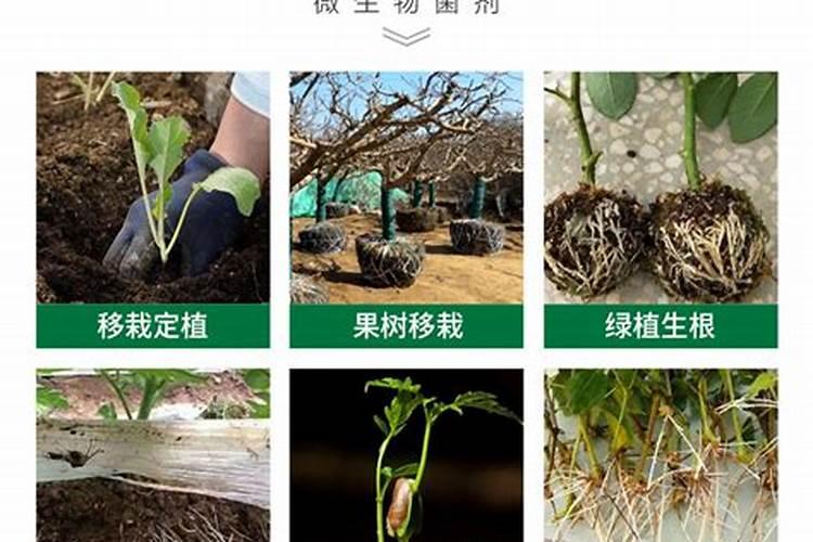 黄瓜追肥用什么肥料为宜