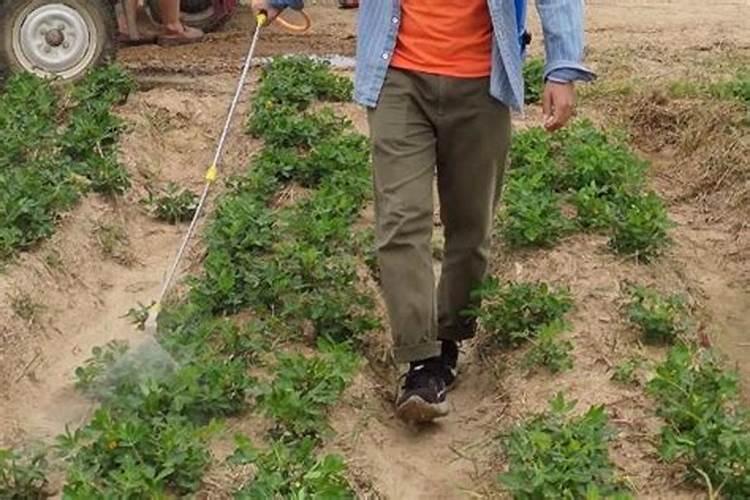 果树用什么肥料好？
