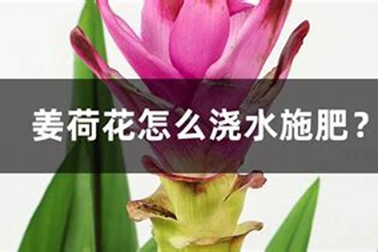 姜荷花施什么肥