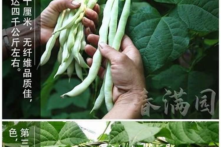 豆角花期用什么肥最好