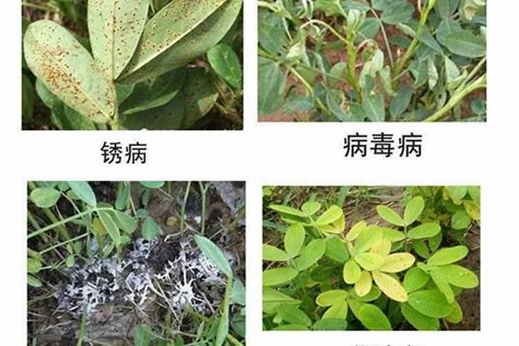 花生需要什么叶面肥