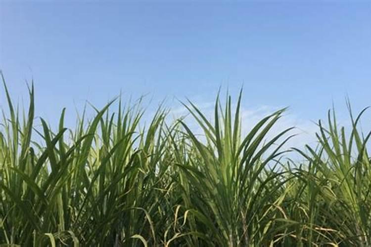 甘蔗施什么肥料最甜 什么时候施肥合适