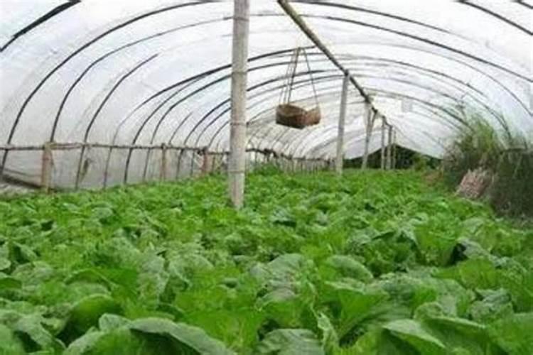 含硫肥料的种类和性质？如何施用？
