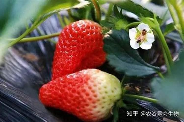 果蔬养颜水怎么做既省时又好喝？