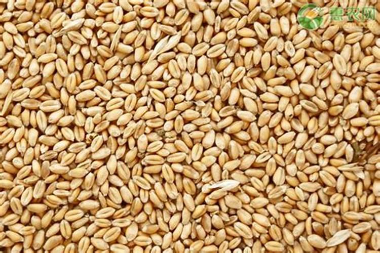 小麦返青追施什么肥料好