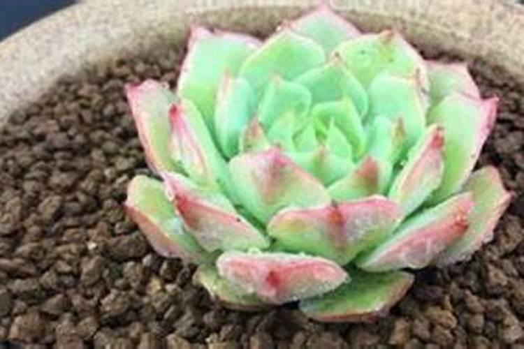 多肉小镇的樱桃树。主要施了什么肥料？