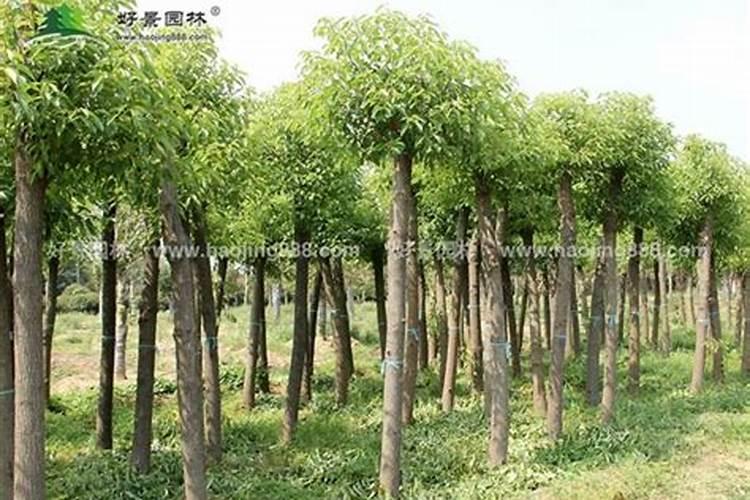 种植香樟树有利润吗？